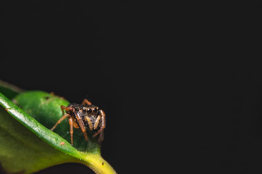 selektiv, Fokus, Spinne, Makro-Objektiv-Fotografie, Blattspinne, Alpha, Sony, dunkel, süß, Fang, Bein, Auge, Spinnentier, wirbellos, Insekt, Frühling, Sommer-, Tapete, Hintergrund, Blatt, Makro, Springen, Tierthemen, ein Tier, Tier, Tierwelt, Tiere in freier Wildbahn, kopieren sie platz, Nahansicht, keine Leute, Natur, schwarzer Hintergrund, grüne Farbe, Pflanzenteil, Studioaufnahme, Pflanze, draußen, Tierkörperteil, Ameise, kriechen, 2K