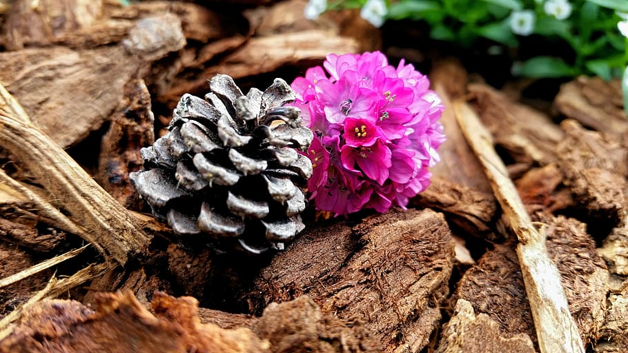 darbalaukyje, fonas, graži, gėlė, pinecone, žievė, žydintys augalai, pažeidžiamumas, trapumas, grožis gamtoje, augalų, Iš arti, šviežumas, pobūdį, augimą, žiedlapis, nėra žmonių, gėlių galva, dieną, rausvos spalvos, žiedynas, atrankinis dėmesys, sutelkti dėmesį į naujas žinias, žemės, lauke, violetinė, 2K