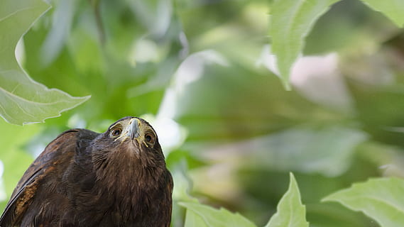 fugl, falk, natur, nebb, rovdyret, vill, spillfugler, se, raptor, bilder, ett dyr, dyreliv, dyr i naturen, dyre temaer, dyr, virveldyr, plante del, dag, ingen folk, blad, nærbilde, anlegg, utendørs, dyr kroppsdel, portrett, grønn farge, rovfugl, ser på kameraet, dyr hode, 5K, CC0, offentlig domene, opphavsrett gratis