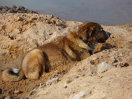 hund, sand, kæledyr, vente, dyre temaer, dyr, pattedyr, hvirveldyr, gruppe af dyr, rock-objekt, klippe, husdyr, solid, ingen mennesker, jord, natur, to dyr, dyreliv, indenlandske, dyr i naturen, Brun, lempelse, udendørs, dyre familie, 2K, CC0, offentligt domæne, royaltyfrie