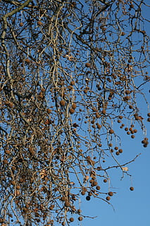 træ, grene, luft, bolde, natur, himmel, lav vinkel visning, plante, afdeling, skyfri himmel, blå, vækst, skønhed i naturen, ingen mennesker, dag, ro, blomst, udendørs, blomstrende plante, sollys, forår, frugt træ, friskhed, direkte under, træ baldakin, 4K, CC0, offentligt domæne, royaltyfrie