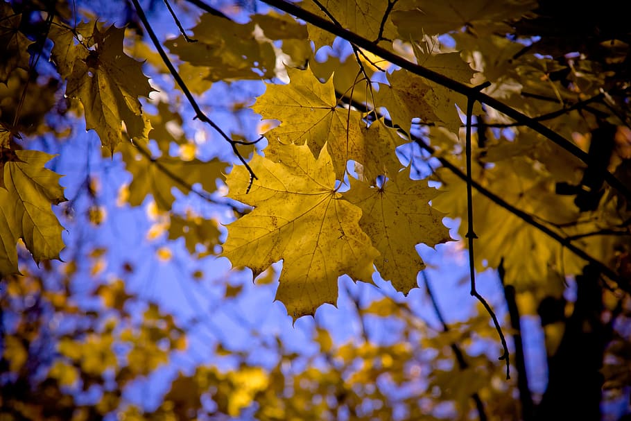 maple, full, fulles d'auró, caure, tardor, naturalesa, colors de la tardor, temporada, cànon, eos 40d, planta, part de la planta, creixement, bellesa a la natura, canvi, arbre, branca, fulla d'auró, primer pla, dia, centrar-se en primer pla, cap gent, groc, vista d’angle baix, enfocament selectiu, arbre d'auró, tranquil·litat, fulles, a l'aire lliure, condició natural, porpra, 4K
