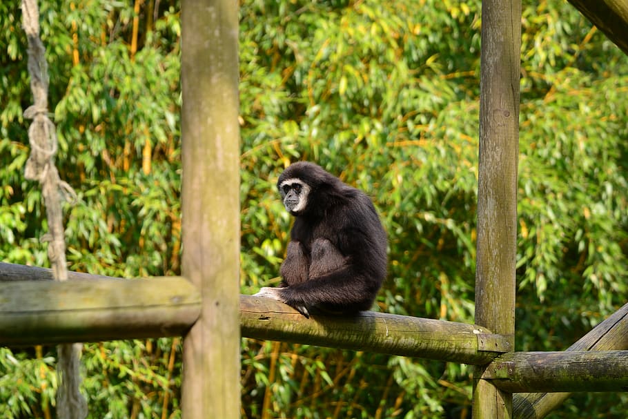 gibons, mico, negre, mamífer, zoo, món animal, naturalesa, intel · ligent, fauna animal, primat, un animal, animals a la natura, arbre, assegut, vertebrats, cap gent, bosc, dia, material de fusta, planta, terra, a l'aire lliure, bambú - planta, 5K