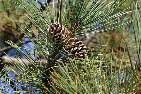 โคนต้นสน, ต้นไม้, เข็ม, สนกรวย, ต้นสน, รูปกรวย, สีน้ำตาล, คริสต์มาส, Pinecone, pinecones, ตกแต่ง, วันหยุด, ธันวาคม, ธรรมชาติ, ตามฤดูกาล, ฅ้นเฟอร์, ต้นฮอลลี, ร่าเริง, สาขา, ป่า, เรียบร้อย, เข็ม - ส่วนพืช, ไม่มีคน, ปลูก, วัน, การเจริญเติบโต, ใกล้ชิด, สีเขียว, มุ่งเน้นไปที่เบื้องหน้า, ความงามในธรรมชาติ, ความเงียบสงบ, เลือกโฟกัส, สนาม, กลางแจ้ง, ที่ดิน, ต้นไม้ต้นสน, Pinaceae, 5K, CC0, โดเมนสาธารณะ, ค่าลิขสิทธิ์ฟรี