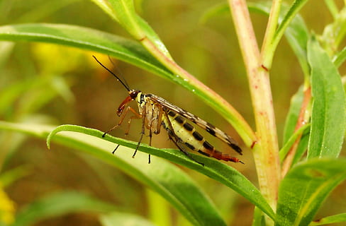 Natura, owad, zbliżenie, liść, na dworze, Zwierząt, muchówki, suma scorpionica, Płeć żeńska, ogród, roślina, kolor, lato, Blisko, trawnik, środowisko, biologia, zwierzęca przyroda, zwierzę, tematy zwierzęce, bezkręgowy, zwierzęta na wolności, jedno zwierzę, część rośliny, skrzydło zwierzęce, zielony kolor, piękno natury, żadnych ludzi, część ciała zwierzęcia, dzień, selektywne skupienie, motyl - owad, 2K, CC0, domena publiczna, darmowe zdjęcia