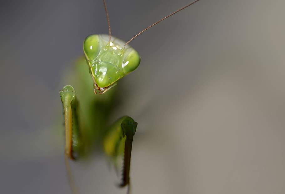 insetto, mantide religiosa, predatore, macro, verde, bug, selvaggio, caccia, colore verde, avvicinamento, temi animali, invertebrato, animale, fauna selvatica, nessuno, un animale, animali allo stato selvatico, girato in studio, concentrarsi sulle conoscenze acquisite, natura, pianta, messa a fuoco selettiva, parte del corpo animale, far cadere, copia spazio, acqua, 5K