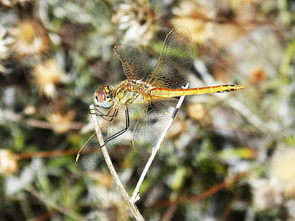 libellule, insecte, couleurs, ailes, bello, libellulidae, animal, la nature, faune, fermer, aile des animaux, macro, thèmes animaux, animaux à l'état sauvage, un animal, la faune des animaux, invertébré, se concentrer sur le premier plan, journée, plante, personne, beauté dans la nature, en plein air, partie du corps de l'animal, brindille, vue de côté, papillon - insecte, 2K, CC0, domaine public, libre de droits