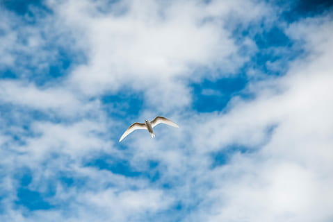 time lapse foto, flyvende, hvid, Brun, fugl, dagtimerne, skyer, blå, himmel, Sky, måge, dyre temaer, dyr, sky - himmel, dyreliv, dyr i naturen, et dyr, hvirveldyr, spredte vinger, lav vinkel visning, ingen mennesker, Midt i luften, natur, dag, frihed, udendørs, skønhed i naturen, 5K, CC0, offentligt domæne, royaltyfrie