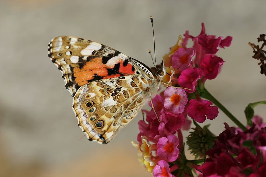 marró, taronja, posat de papallona, vermell, flors, selectiu, focalitzar la fotografia, papallona, arna, insecte, macro, primer pla, nèctar, pol·len, flor, tardor, caure, groc, bellesa a la natura, ala dels animals, invertebrat, planta amb flors, papallona - insecte, un animal, temes d'animals, planta, fauna animal, animal, naturalesa, animals a la natura, fragilitat, vulnerabilitat, pètal, centrar-se en primer pla, frescor, cap gent, cap de flor, polinització, a l'aire lliure, lantana, 2K