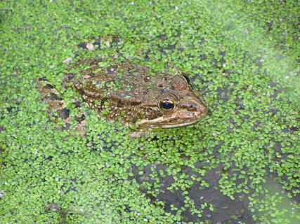 granota, llac, amagat, verd, salvatge, natural, un animal, animal, temes d'animals, fauna animal, animals a la natura, vertebrats, color verd, cap gent, planta, naturalesa, amfibi, dia, rèptil, aigua, primer pla, terra, vista d’angle alt, camuflatge, creixement, cap d’animals, selva tropical, 2K, CC0, domini públic, lliure de regalies