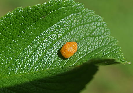 mariehønepuppe, blad underside, tæt på, mariehøne, puppe, insekt, gavnlig, dyr, natur, blad, plante del, grøn farve, dråbe, plante, ingen mennesker, vand, vækst, friskhed, våd, bladvenen, skønhed i naturen, selektiv fokusering, dag, orange farve, udendørs, mad og drikke, dug, regndråbe, 4K, CC0, offentligt domæne, royaltyfrie