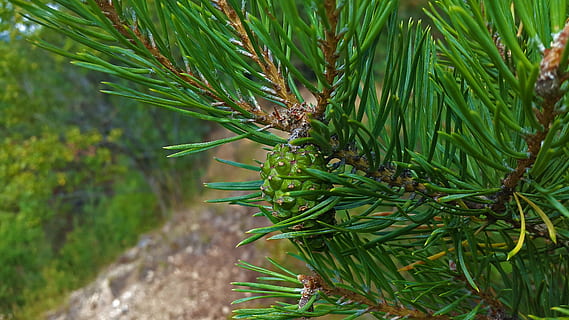 pinjekegler, fyrretræ, nåle, hanen, træ, nåletræ, tæt, makro, afdeling, grannåle, natur, Skov, fyr drivhus, fyrgren, vægt, immergrüner træ, sugekop, bjerg fyrretræ, plante, grøn, grøn farve, ingen mennesker, vækst, dag, udendørs, skønhed i naturen, fokus på forgrunden, tæt på, blad, plante del, Palme træ, ro, jord, nål - plante del, palmblad, 4K, CC0, offentligt domæne, royaltyfrie
