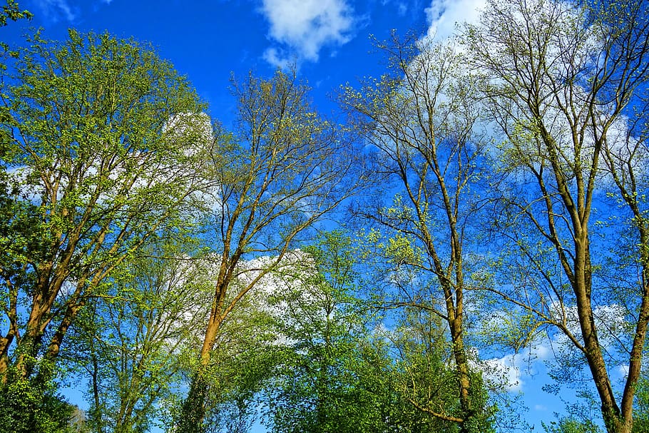 Grün, Bäume, Blau, Himmel, Baum, Kofferraum, Ast, Laub, Frühlingslaub, Blätter, blaue Himmel, Frühlingszeit, Wolken, Pflanze, Flachwinkelansicht, Wachstum, Schönheit in der Natur, Tag, keine Leute, Ruhe, Natur, grüne Farbe, draußen, Szenen - Natur, Wald, ruhige Szene, Land, wolke - himmel, Baumkrone, 5K