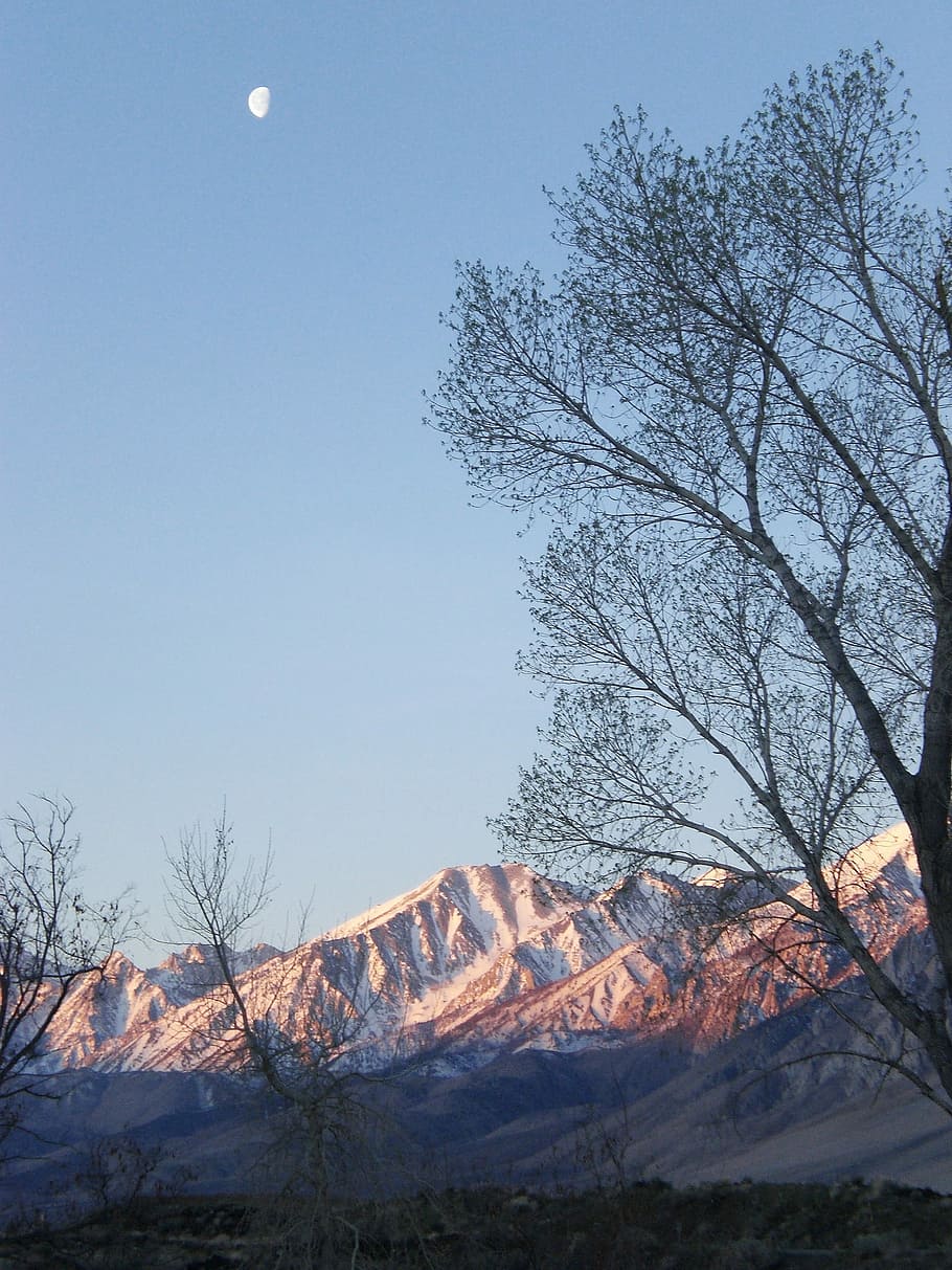 Berge, Bäume, Mond, Schnee, Spitzen, Baum, kahler Baum, Winter, Natur, kalte Temperatur, Himmel, Berg, Pflanze, Szenen - Natur, Schönheit in der Natur, ruhige Szene, Umgebung, keine Leute, Ruhe, Landschaft, Nicht-städtische Szene, Land, klarer Himmel, Ast, Gebirge, draußen, schneebedeckter Berg, Formation, Gipfel, 1080P