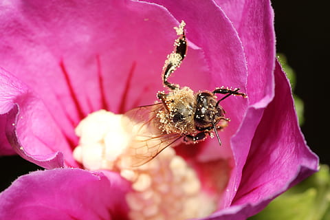 Bie, pollen, insekt, Lukk, blomst, natur, vår, pollinering, blomstre, nektar, makro, hibiscus, honning, anlegg, samle pollen, lilla, blomsterhage, sulten, farge, samle inn, mat, blomstrende plante, virvelløse, dyr, rosa farge, dyre temaer, nærbilde, dyreliv, dyr i naturen, petal, ett dyr, friskhet, skjønnhet i naturen, skjørhet, sårbarhet, blomsterhodet, ingen folk, utendørs, 4K, CC0, offentlig domene, opphavsrett gratis