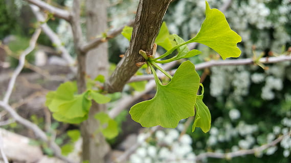 gingko, leaf, nature, tree, plant, medicinal plant, plant part, beauty in nature, growth, close-up, focus on foreground, green color, no people, day, vulnerability, flower, fragility, outdoors, freshness, flowering plant, branch, plant stem, springtime, natural condition, 5K, CC0, public domain, royalty free