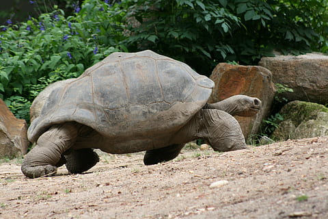 turtle, slow, tortoise, she, shell, armor, wildlife, reptile, animal themes, animal wildlife, animal, animals in the wild, one animal, vertebrate, nature, no people, land, tortoise shell, plant, day, outdoors, field, solid, rock - object, 4K, CC0, public domain, royalty free