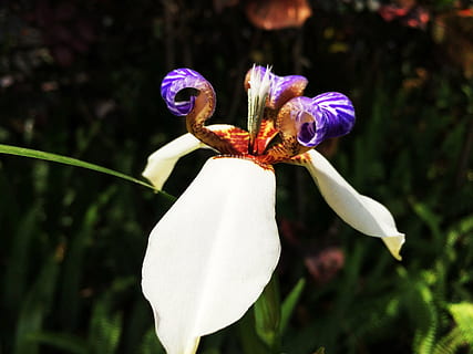 primavera, fiori, iris, pianta fiorita, fiore, pianta, petalo, vulnerabilità, fragilità, freschezza, avvicinamento, infiorescenza, bellezza nella natura, testa di fiore, crescita, concentrarsi sulle conoscenze acquisite, nessuno, Colore bianco, natura, giorno, all'aperto, polline, iris - pianta, viola, 2K, CC0, dominio pubblico, privo di copyright