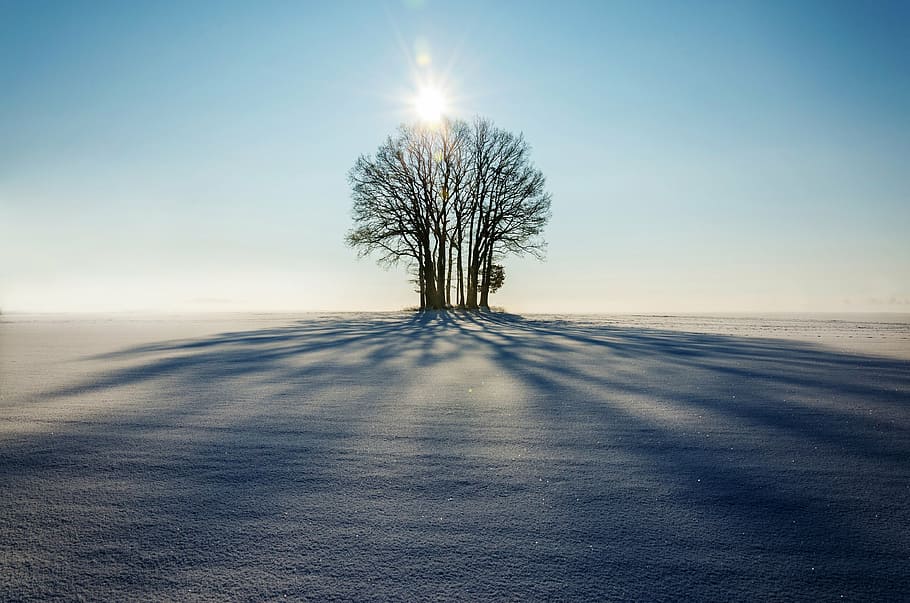 bilde, naken, tre, dagtid, vinter, landskap, ensom, sunsige, gløde, skygge, horisonten, solnedgang, dag, lys, leilighet, snø, kaldtemperatur, bare tre, frossen, skjønnhet i naturen, natur, sol, utendørs, himmel, rolig scene, miljø, ro, land, felt, naturskjønnhet - natur, ingen folk, sollys, horisont, horisont over land, ikke-urbane scene, klar himmel, anlegg, isolert, tørt klima, 4K