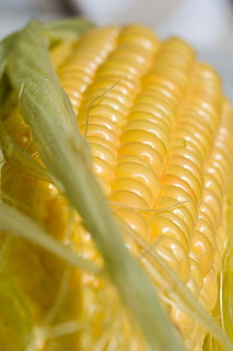 Corn, Closeup, Grilling, mat, close-up, food and drink, food, freshness, no people, indoors, selective focus, healthy eating, vegetable, wellbeing, yellow, still life, raw food, green color, plant, nature, crop, organic, agriculture, high angle view, 2K, CC0, public domain, royalty free