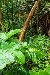 Taro-Pflanze, Palme, Hintergrund, dicht, Umgebung, Flora, Laub, Wald, Grün, Urwald, Blätter, üppig, Natur, draussen, draußen, Pflanze, Regenwald, Baum, tropisch, Tropen, Vegetation, grüne Farbe, Wachstum, Pflanzenteil, Blatt, Tag, Schönheit in der Natur, keine Leute, Land, Ruhe, Nahansicht, tropisches Klima, Frische, Essen und Trinken, Vorder- oder Hinterhof, 1080P, CC0, gemeinfrei, lizenzfrei