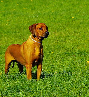 Pes, ridgeback, rhodesian, tráva, jednoho zvířete, psí, zvířat, rostlina, savec, zvíře, domácí, domácí zvířata, domácí mazlíčci, obratlovců, zelená barva, pole, přistát, Příroda, hnědý, den, nikdo, koukal, čistokrevný pes, 1080P, CC0, veřejná doména, bez autorských práv