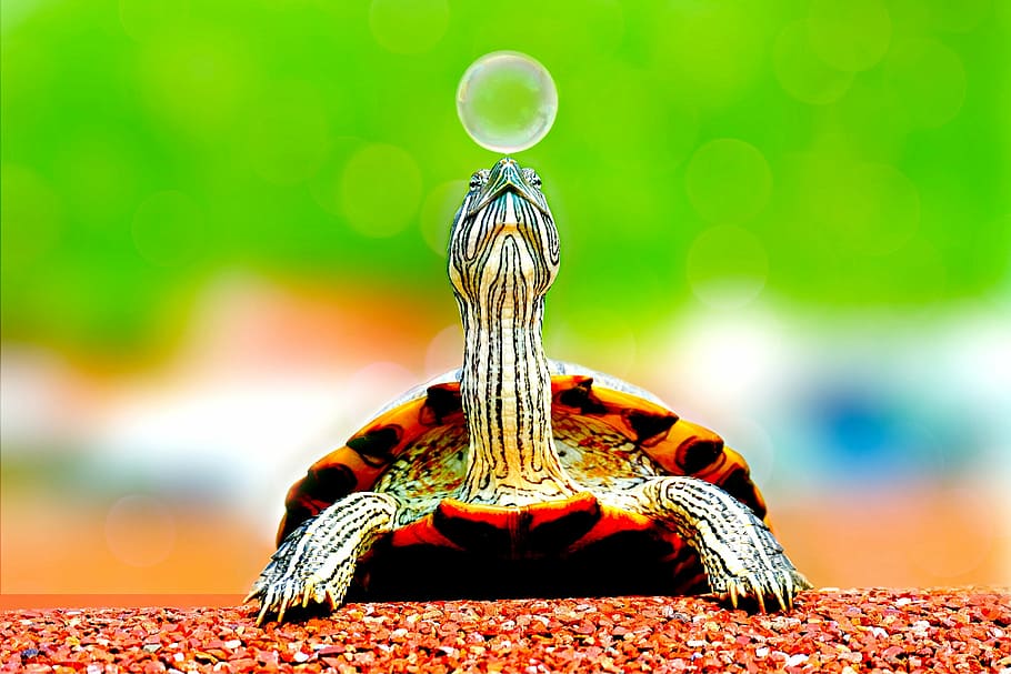 selektiv, fokus fotografie, Schildkröte, Blase, Tier, süß, Makro, Reptil, ein Tier, Tierthemen, Tierwelt, Insekt, selektiver Fokus, Nahansicht, Tiere in freier Wildbahn, Natur, keine Leute, Tierbein, wirbellos, Fokus auf den Vordergrund, Tierkörperteil, Schönheit in der Natur, draußen, Tag, Tierkopf, Wirbeltier, Tierauge, 2K