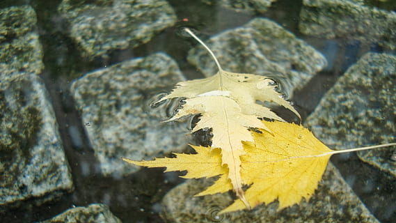 leafs, plutitor, apă, bine, galben, piatră, natură, frunze, solid, parte a plantelor, stâncă, obiect de rocă, nici o persoana, a închide, zi, plantă, să se concentreze asupra primelor elemente, frumusețe în natură, teren, în aer liber, animale sălbatice, vedere în unghi mare, animale în sălbăticie, marin, 1080P, CC0, domeniu public, fără drepturi de autor