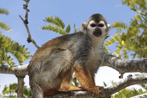 mico d'esquirol, saimiri, animals, temes d'animals, animal, arbre, fauna animal, animals a la natura, mamífer, planta, branca, vertebrats, vista d’angle baix, un animal, naturalesa, cel, cap gent, dia, primat, centrar-se en primer pla, mirant cap a fora, a l'aire lliure, mirant, boca oberta, 5K, CC0, domini públic, lliure de regalies