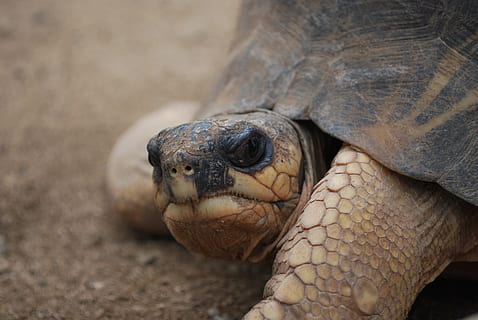marró, tortuga marina, sòl, tortuga, cara, tancar, cap, gran, gegant, Perfil, bonic, fons, rèptil, animal, naturalesa, vida salvatge, Espècies en perill d'extinció, closca d’animals, temes d'animals, un animal, fauna animal, vertebrats, animals a la natura, primer pla, part del cos dels animals, cap gent, centrar-se en primer pla, cap d’animals, dia, terra, zoo, animals en captivitat, a l'aire lliure, closca de tortuga, escala d’animals, marí, 4K, CC0, domini públic, lliure de regalies