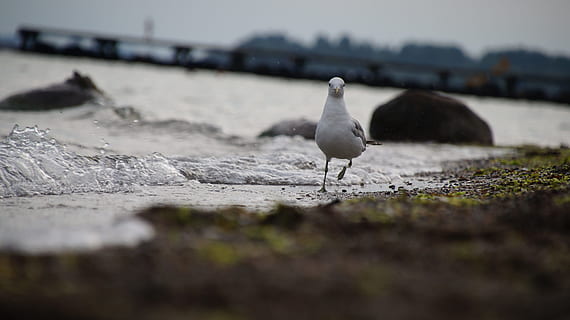 pescăruş de mare, distracţie, instantaneu, animale tematice, animal, animale în sălbăticie, pasăre, animale sălbatice, animale vertebrate, un animal, apă, selectiv, nici o persoana, natură, stinghie, zi, mare, teren, să se concentreze asupra primelor elemente, în aer liber, lungime totală, plajă, 4K, CC0, domeniu public, fără drepturi de autor