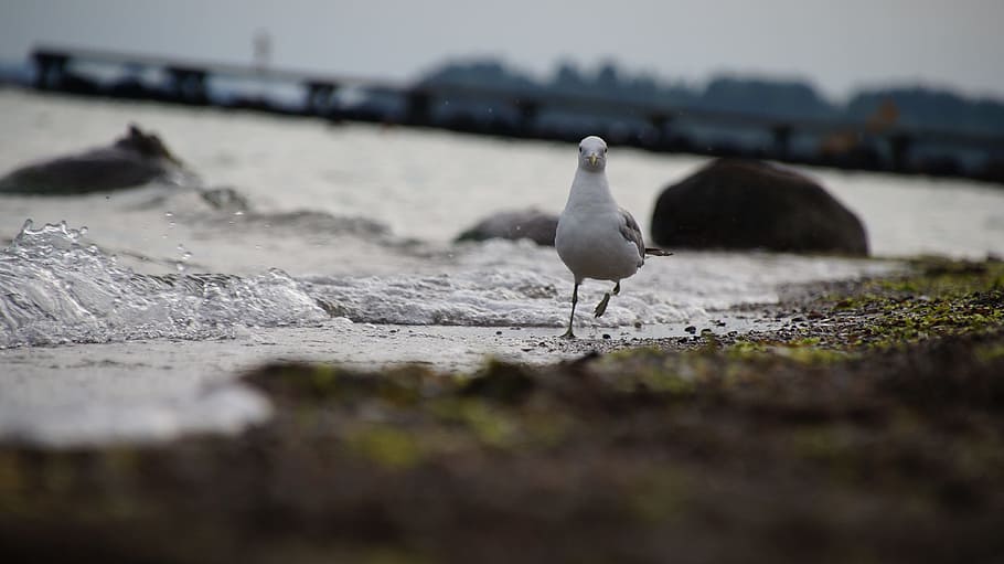 gabbiano, divertimento, istantanea, temi animali, animale, animali allo stato selvatico, uccello, fauna selvatica, vertebrato, un animale, acqua, messa a fuoco selettiva, nessuno, natura, appollaiati, giorno, mare, terra, concentrarsi sulle conoscenze acquisite, all'aperto, lunghezza intera, spiaggia, 4K