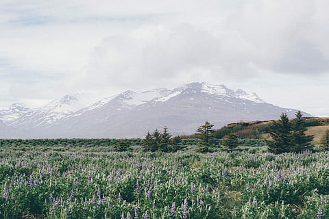 snedækket, bjerglandskab fotografering, snedækket bjerg, landskabsfotografering, felter, blomster, græs, grå, grøn, bakker, landskaber, lilla, sne, forår, hvid, natur, bjerg, landskab, scenics, udendørs, blomst, skønhed i naturen, sommer, Mark, dag, plante, miljø, vækst, himmel, blomstrende plante, ødemark, bjergkæde, ingen mennesker, scenics - natur, jord, bjergtop, rækkevidde, 5K, CC0, offentligt domæne, royaltyfrie