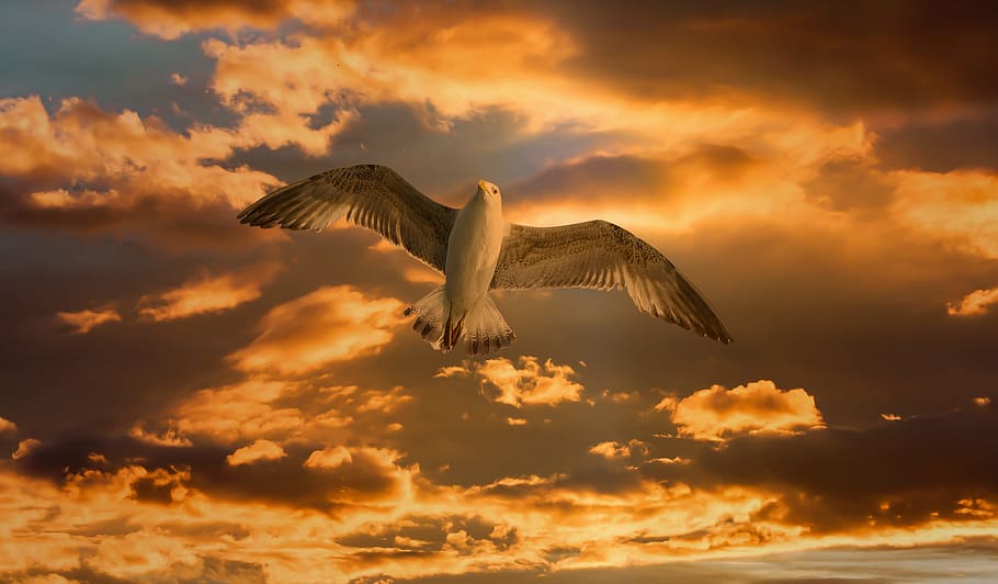 martı, uçuş, bulutlu, gökyüzü, kuş, sinek, bulutlar, afiş, başlık, Portakal, gün batımı, Güneş, kolaylaştırmak, ruh hali, abendstimmung, ışık, duvar kağıdı, masaüstü, arka fon, uçan, vahşi hayvanlar, hayvan yaban hayatı, hayvan temaları, omurgalı, bulut - gökyüzü, bir hayvan, hayvan, kanatları aç, dramatik gökyüzü, insansız, hayvan vücut kısmı, doğa, havadaki, cloudscape, açık havada, doğada güzellik, hayvan kanadı, dijital bileşik, 4K