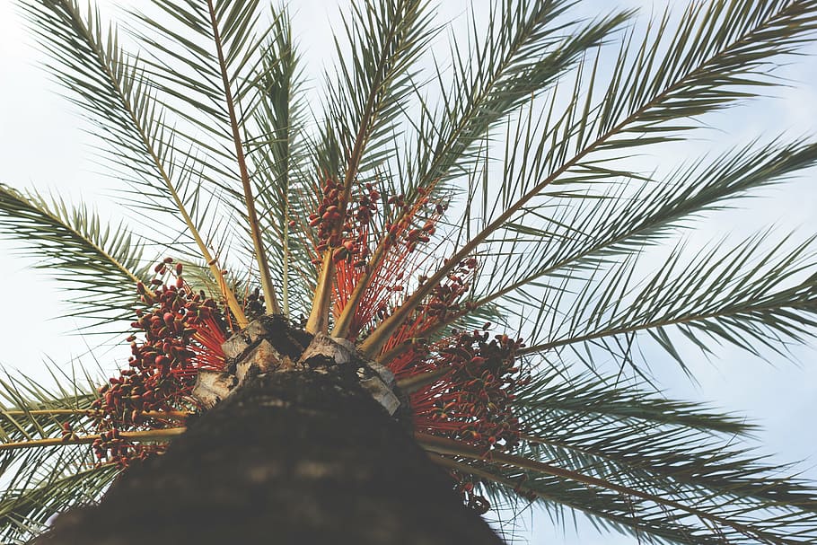 arbre amb fulles verdes, Palmera, perspectiva, branques, tropical, medi ambient, exòtic, naturalesa, cel, fullatge, paradís, Carib, tròpics, illa, vacances, holliday, arbre, dia, a l'aire lliure, primer pla, cap gent, creixement, planta, fronda, vista d’angle baix, clima tropical, bellesa a la natura, branca, full, palmera datilera, tranquil·litat, fulla de palma, tronc, part de la planta, pi, arbre de coníferes, 5K