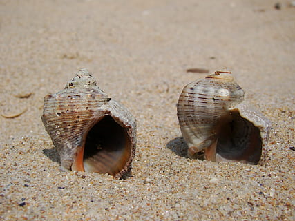 Sand, Muscheln, braun, Strand, Urlaub, Sommer-, Natur, sonnig, Tier, Land, Tierthemen, Tierwelt, Schale, Tiere in freier Wildbahn, Nahansicht, Meer, Tag, Gruppe von Tieren, keine Leute, Krabbe, Tierhülle, draußen, Marine, Muschel, Krebs, 1080P, CC0, gemeinfrei, lizenzfrei