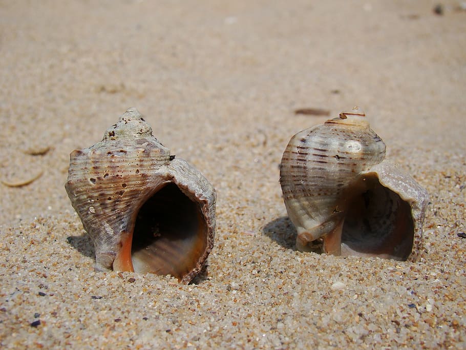 Sand, Muscheln, braun, Strand, Urlaub, Sommer-, Natur, sonnig, Tier, Land, Tierthemen, Tierwelt, Schale, Tiere in freier Wildbahn, Nahansicht, Meer, Tag, Gruppe von Tieren, keine Leute, Krabbe, Tierhülle, draußen, Marine, Muschel, Krebs, 1080P