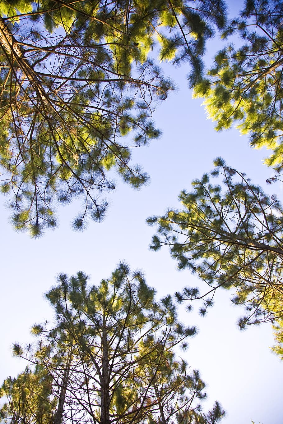 træer, himmel, blå, Skov, natur, miljø, solrig, landdistrikterne, landskab, idyllisk, løv, blade, grene, perspektiv, farverig, blad, træ, plante, lav vinkel visning, afdeling, skønhed i naturen, vækst, ingen mennesker, dag, ro, udendørs, rolig scene, skyfri himmel, ikke-urbane scene, jord, plante del, direkte under, træ baldakin, nåletræ, 4K