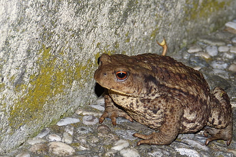 κοινός φρύνος, κονδυλωμάτων, bufo bufo, φρύνος, ένα ζώο, άγριας ζωής των ζώων, ζώα στη φύση, ζωικά θέματα, έρπων, ροκ - αντικείμενο, ζώο, σπονδυλωτό, ημέρα, στερεός, χωρίς κόσμο, βράχος, φύση, σε εξωτερικό χώρο, γκρο πλαν, υψηλή γωνία θέασης, υφή, αμφίβιο, βάτραχος, πλήρους μήκους, 2K, CC0, δημόσιος τομέαςα, χωρίς δικαιώματαe