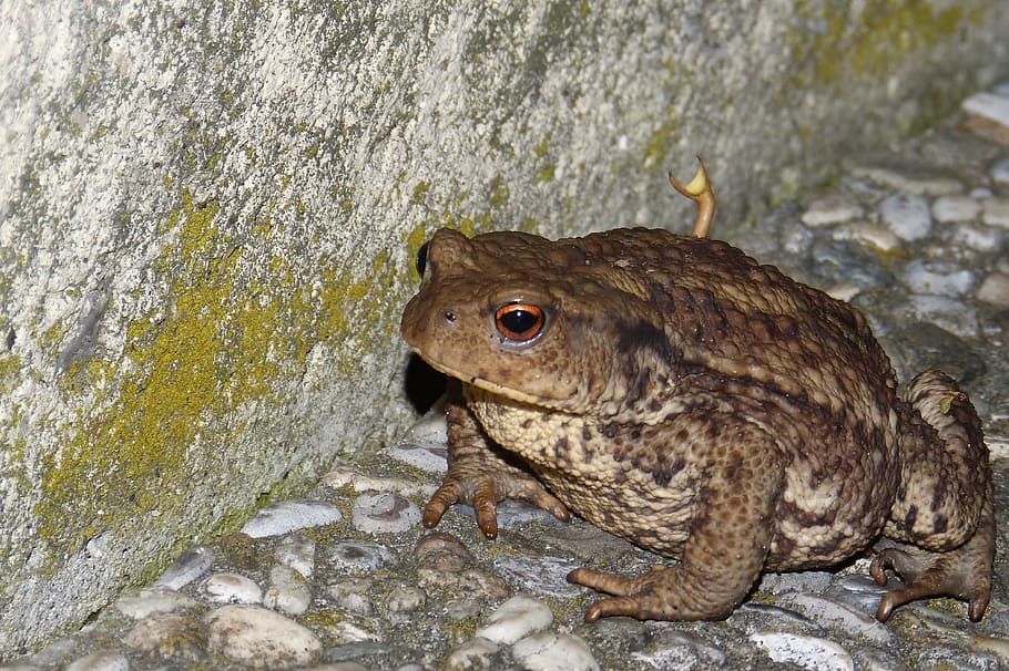 gripau comú, berrugues, bufo bufo, gripau, un animal, fauna animal, animals a la natura, temes d'animals, rèptil, rock - object, animal, vertebrats, dia, sòlid, cap gent, rock, naturalesa, a l'aire lliure, primer pla, vista d’angle alt, textura, amfibi, granota, longitud completa, 2K