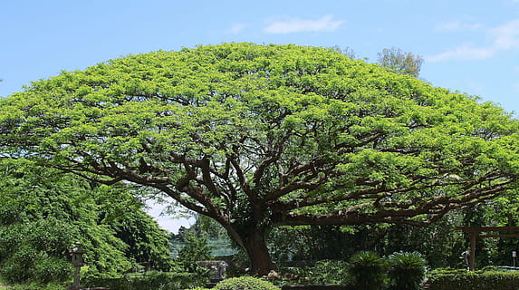 koa, arbre gran, naturalesa, cel, arbre de koa, arbre, verd, hawaià, color verd, dia, creixement, cap gent, planta, bellesa a la natura, tranquil·litat, terra, escena tranquil·la, escenics - natura, medi ambient, branca, camp, a l'aire lliure, paisatge, tronc de l'arbre, tronc, 4K, CC0, domini públic, lliure de regalies