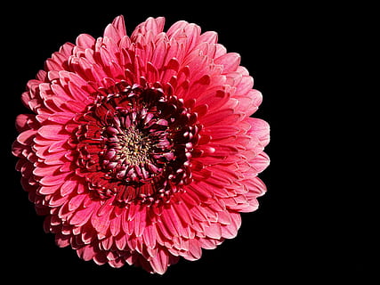 Nahaufnahmen, Rosa, Gerber Daisy, Gerbera, blühen, Blume, hell, Schnittblumen, schließen, Blütenblätter, klar, Nahansicht, Blütenkopf, blühende Pflanze, schwarzer Hintergrund, Zerbrechlichkeit, Blütenstand, Verletzlichkeit, Frische, Blütenblatt, Studioaufnahme, pinke Farbe, Pflanze, Schönheit in der Natur, drinnen, Wachstum, keine Leute, Natur, Gerbera Gänseblümchen, Pollen, Weichheit, 5K, CC0, gemeinfrei, lizenzfrei