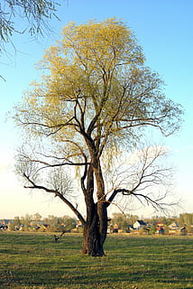 arbre, un, flors, primavera, camp, cel blau, naturalesa, paisatge, dia assolellat, siberia, planta, cel, bellesa a la natura, escena tranquil·la, tranquil·litat, terra, branca, medi ambient, escenics - natura, arbre nu, cap gent, escena no urbana, dia, herba, creixement, a l'aire lliure, canvi, aïllat, 4K, CC0, domini públic, lliure de regalies