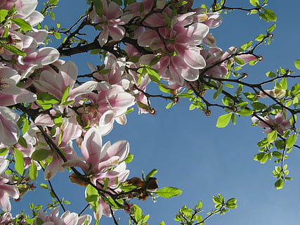 medis, žiedas, žydi, pavasaris, magnolie, rožinis, lapai, gėlė, augalų, žydintys augalai, trapumas, augimą, grožis gamtoje, pažeidžiamumas, šviežumas, žemas kampo vaizdas, dangus, filialas, žiedlapis, pobūdį, pavasarį, rausvos spalvos, nėra žmonių, dieną, Iš arti, gėlių galva, lauke, vyšnių žiedas, vyšnios medis, alyvinė, 2K, CC0, Viešasis domenas, nemokamai