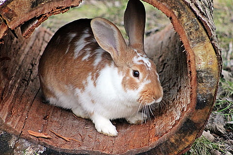 maro, alb, iepure, copac log, timpul zilei, iepure de câmp, Paști, lung ears, iepurașul de Paște, animal, urechi, blană, natură, lemn, copac, animale tematice, mamifer, un animal, iepure - animal, animale sălbatice, a închide, animale vertebrate, nici o persoana, animale în sălbăticie, animale domestice, animale de companie, să se concentreze asupra primelor elemente, zi, intern, în aer liber, partea corpului animalului, mâncare, erbivor, mustăţi, cap de animal, mic, 4K, CC0, domeniu public, fără drepturi de autor