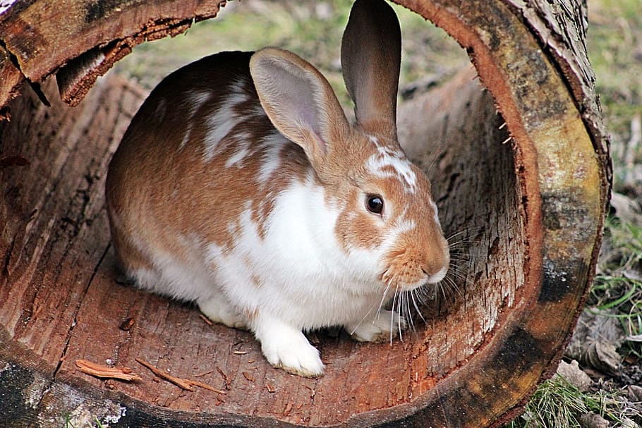 marró, blanc, conill, arbre de registre, durant el dia, llebre, Pasqua, llarga orellada, conill de Pasqua, animal, orelles, pell, naturalesa, fusta, arbre, temes d'animals, mamífer, un animal, conill - animal, fauna animal, primer pla, vertebrats, cap gent, animals a la natura, animals domèstics, mascotes, centrar-se en primer pla, dia, nacional, a l'aire lliure, part del cos dels animals, menjar, herbívors, bigotis, cap d’animals, petit, 4K