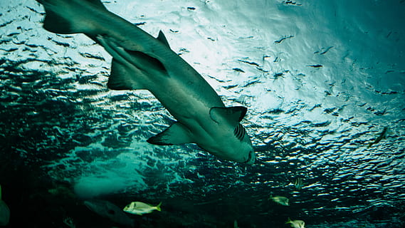 squalo, nuoto, corpo, acqua, squalo grigio sott'acqua, pesce, mare, oceano, subacqueo, fauna selvatica, parte del corpo umano, animali allo stato selvatico, gamba umana, sezione bassa, parte del corpo, natura, sottomarino, movimento, persone, vita marina, arto, arto umano, piede umano, marino, all'aperto, 4K, CC0, dominio pubblico, privo di copyright