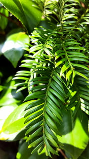 verde, natură, copac, pădure, pace, Culoarea verde, frunze, creştere, parte a plantelor, plantă, zi, frumusețe în natură, a închide, nici o persoana, lumina soarelui, să se concentreze asupra primelor elemente, în aer liber, selectiv, liniște, fundaluri, prospeţime, model, cadru complet, conifer, frunza de palmier, 2K, CC0, domeniu public, fără drepturi de autor