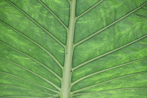 Struktur, Pflanze, Palmblatt, Blatt, Grün, Palme, Chlorophyll, Natur, Muster, grüne Farbe, Nahansicht, Hintergründe, Frische, Makro, texturiert, Botanik, abstrakt, Blattvene, organisch, Baum, Sommer-, Wachstum, tropisches Klima, Vollbild, keine Leute, Tag, Pflanzenteil, Schönheit in der Natur, natürliches Muster, draußen, Ruhe, Zerbrechlichkeit, Blätter, 5K, CC0, gemeinfrei, lizenzfrei