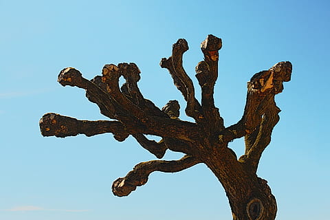 træ, himmel, blå, uden ark, natur, skyfri himmel, ingen mennesker, udendørs, dag, plante, metal, rusten, forvitret, træ - materiale, styrke, lav vinkel visning, ro, skønhed i naturen, gammel, miljø, saftige plante, farvet baggrund, blå baggrund, 1080P, CC0, offentligt domæne, royaltyfrie